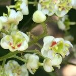 Schrebera alata Flower