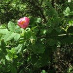 Rosa tomentosa Plante entière