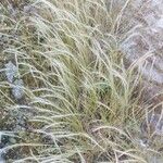 Stipa pennata 葉