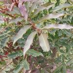 Harpephyllum caffrum 葉