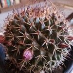 Mammillaria winterae Flower