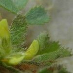 Medicago monspeliaca Leaf