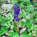 Delphinium tricorne Flower