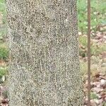Pyrus elaeagrifolia 樹皮
