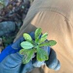 Gamochaeta purpurea List