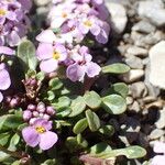 Iberis carnosa Flower