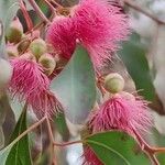 Eucalyptus leucoxylon Цветок