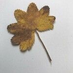 Alchemilla xanthochlora Ліст
