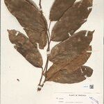 Ryania spruceana برگ