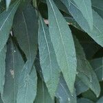 Verbesina alternifolia Leaf