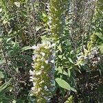 Echium callithyrsum Flower