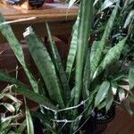 Sansevieria hyacinthoides पत्ता