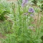 Polemonium foliosissimum Habitat