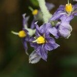 Solanum mauritianum Λουλούδι