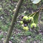 Sorbus lancastriensis Fruit