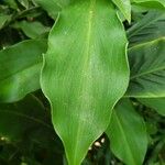 Costus pictus Leaf