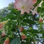 Brugmansia versicolor Blomst