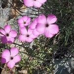 Dianthus pavonius Flower