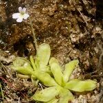 Pinguicula crystallina Habit