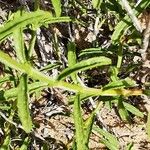 Sideritis hirsuta Levél