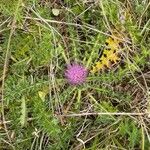 Cirsium acaule Liść