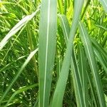 Miscanthus × longiberbis Blad