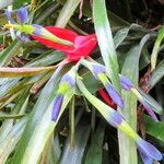 Billbergia buchholtzii