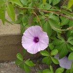 Ipomoea cairica പുഷ്പം