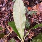 Palisota ambigua Leaf