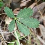 Potentilla simplex Leaf