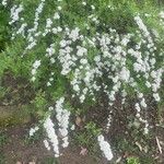 Spiraea × vanhouttei Flower