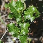 Quercus berberidifolia Ліст