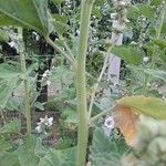 Althaea officinalis Casca