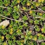 Salix serpillifolia Blad