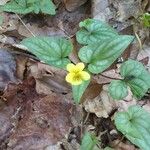 Viola hastata Flower