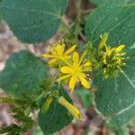 Triumfetta semitriloba Flower