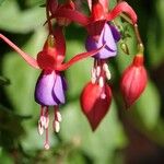 Fuchsia magellanica Цвят