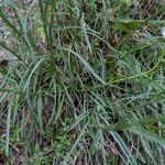 Leucanthemum graminifolium Hoja