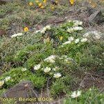 Asteriscus schultzii Habit