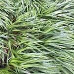 Hakonechloa macra Frunză