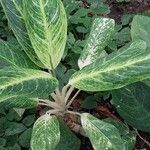 Aglaonema costatum Blatt