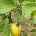 Strychnos madagascariensis Fruit
