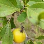 Strychnos madagascariensis Fruchs