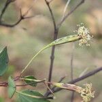 Porophyllum punctatum Flower