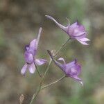 Delphinium pubescens 花