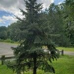 Picea pungens Natur