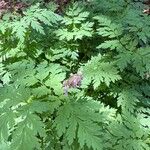 Dicentra eximia Fuelha