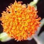 Kleinia galpinii Flower