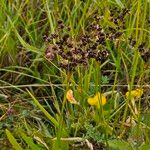 Juncus anceps Leaf