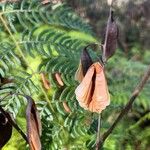 Lomatia silaifolia